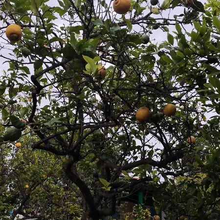 דירה Lemon Garden *