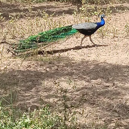 דירה Lemon Garden
