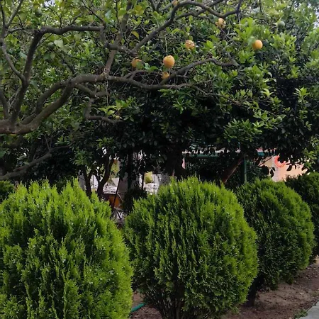 Lemon Garden * Vasilikí