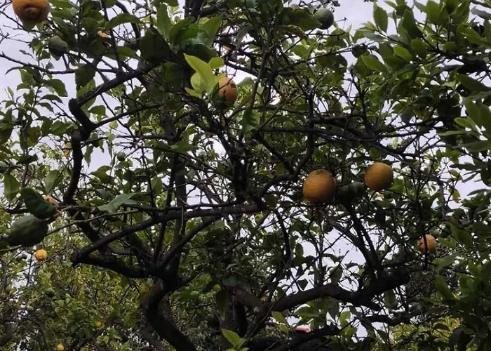 Apartment Lemon Garden *