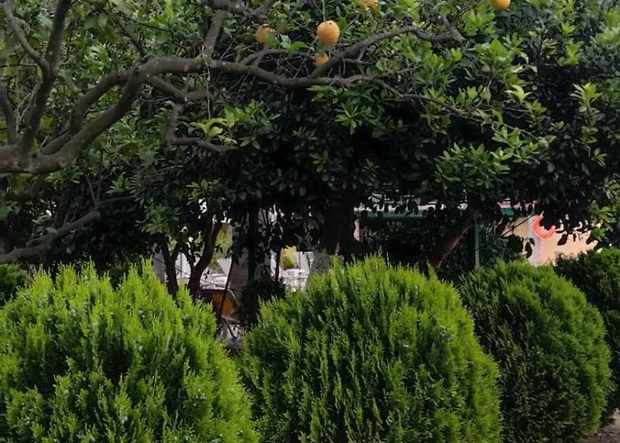 Lemon Garden * Vasilikí