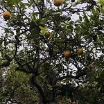 아파트 Lemon Garden *